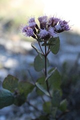 Ageratina calophylla