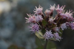 Ageratina calophylla