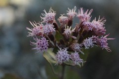 Ageratina calophylla