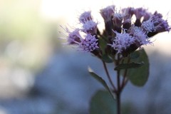 Ageratina calophylla