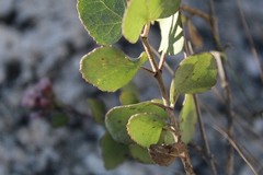 Ageratina calophylla