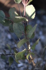 Ageratina calophylla