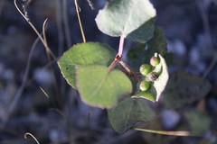 Ageratina calophylla