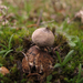 Field Earthstar - Photo (c) jacinta lluch valero, some rights reserved (CC BY-SA)