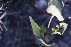 Ageratina calophylla