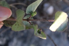 Ageratina calophylla
