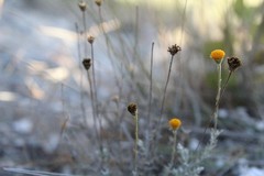 Thymophylla setifolia