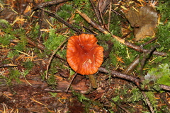 Lactarius olympianus