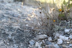 Thymophylla setifolia