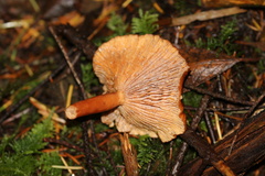Lactarius olympianus