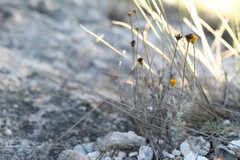 Thymophylla setifolia