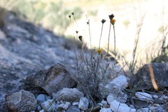 Thymophylla setifolia