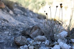 Thymophylla setifolia