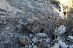 Thymophylla setifolia