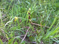 Ophrys insectifera