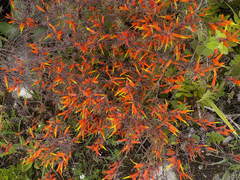 Castilleja integrifolia