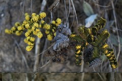 Notholaena sulphurea