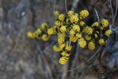 Notholaena sulphurea