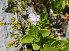 Ageratum maritimum