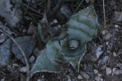 Agave colorata