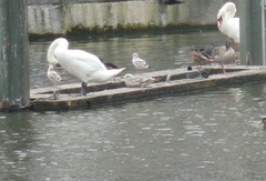 Larus argentatus