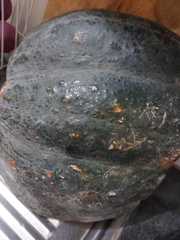 Cucurbita pepo