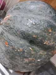 Cucurbita pepo