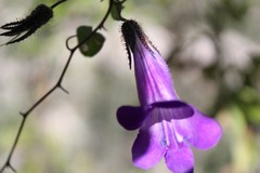 Maurandya barclayana