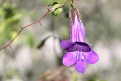 Maurandya barclayana