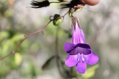 Maurandya barclayana