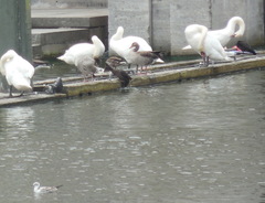 Anas platyrhynchos domesticus