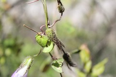 Maurandya barclayana