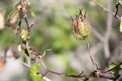 Maurandya barclayana
