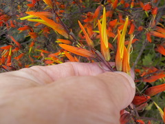 Castilleja integrifolia