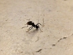 Acromyrmex lundii