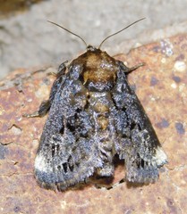 Scotinochroa inconsequens