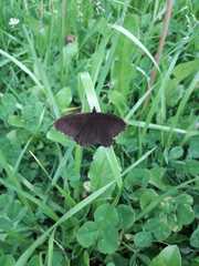 Panyapedaliodes drymaea