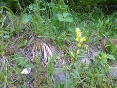 Ophrys insectifera