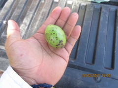 Sideroxylon capiri tempisque