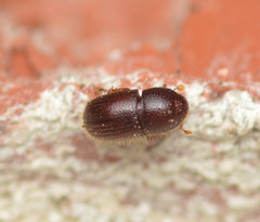 Coccotrypes distinctus