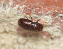 Coccotrypes distinctus