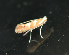 Phyllonorycter argentinotella