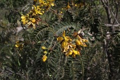Senna galeottiana