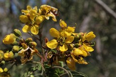 Senna galeottiana