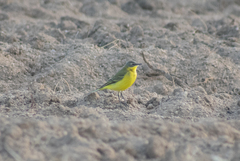 Motacilla flava flava