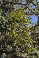 Phoradendron forestierae