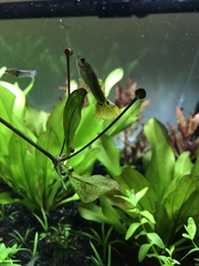 Echinodorus grisebachii