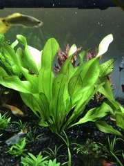 Echinodorus grisebachii