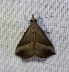 Hypena degesalis