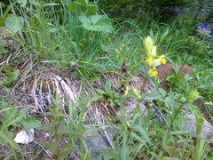 Ophrys insectifera